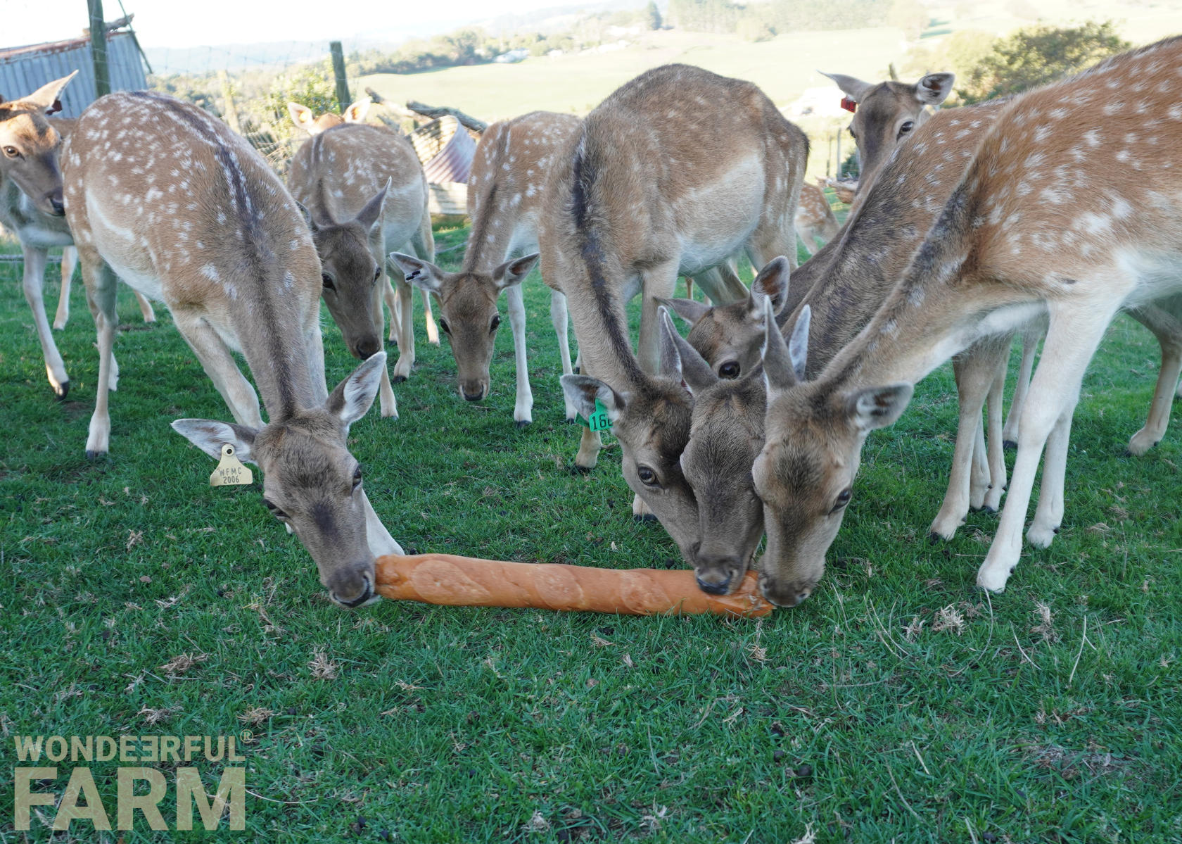 hand feeding bread to deer mob